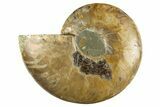 Cut & Polished Ammonite Fossil (Half) - Madagascar #310684-1